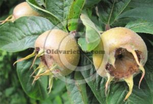 Common Medlar