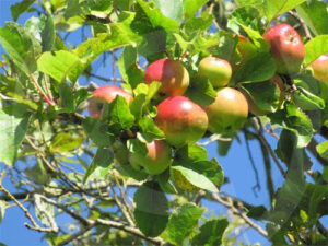 Apple orchard at the Ukrainian Chapel, Dumfries