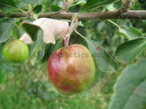 A red apple