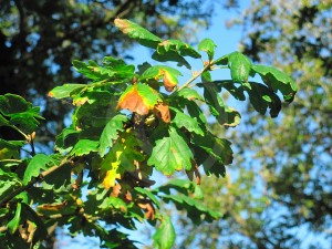 oak-leaf